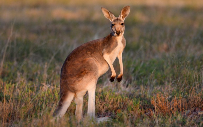Red Kangaroo