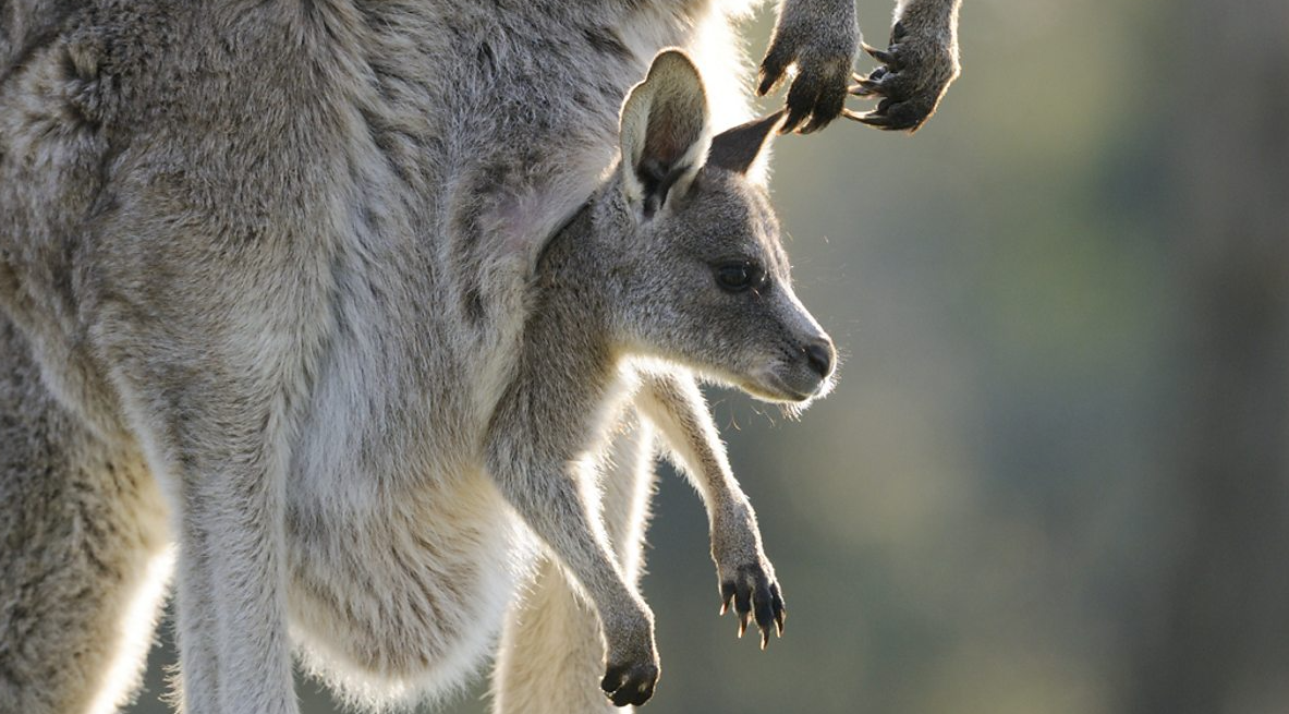 Wildlife