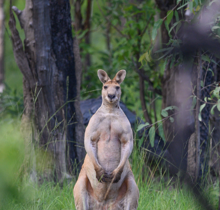 Antilopine Kangaroo