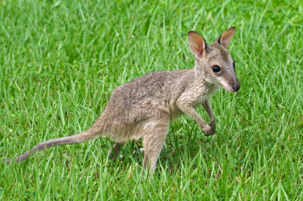 Baby Kangaroo