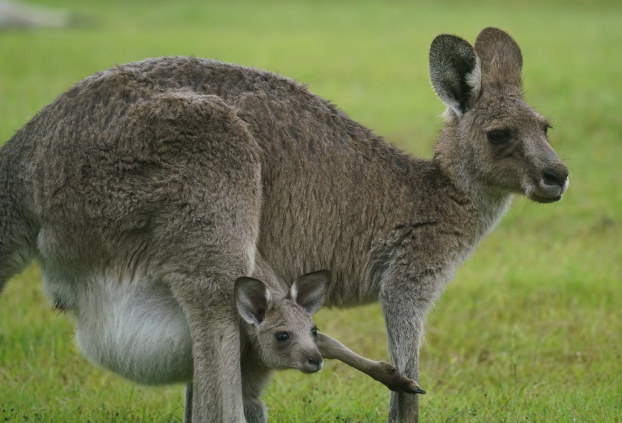 Eastern Grey Kangaroo