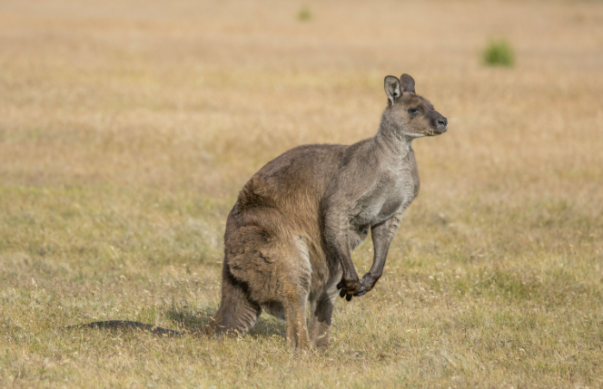 Western Grey Kangaroo